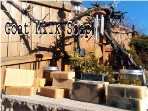 Goat Milk Soap